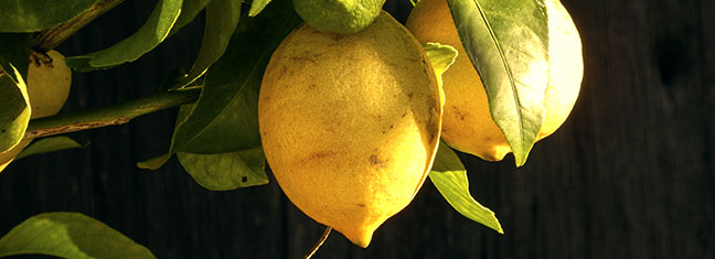 Photo d'un citronnier en pots du jardin remarquable L'Escalier à Brumath