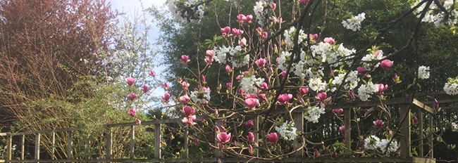 cerisier pêcher magnolia