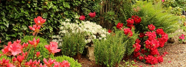 Le jardin d'ombre - Fougères crispas et azalées en fleurs