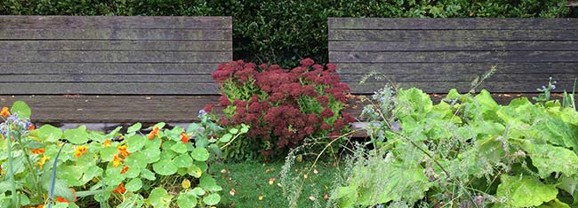 Deux grands bancs en bois dans le potager face à l'exubérance de la végétation