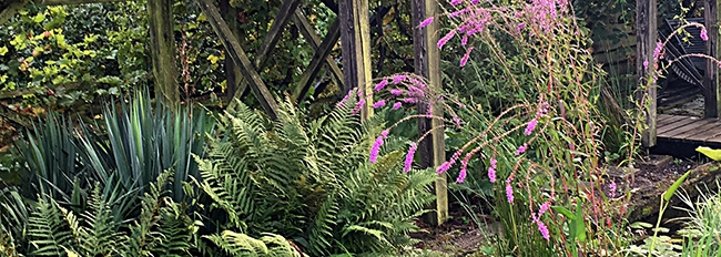 Les plantes aquatiques du grand bassin en fleurs