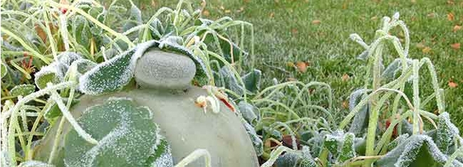 Givre sur une cloche en verre dans le potager