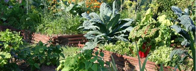 Les fascines surélevées du potager biologique
