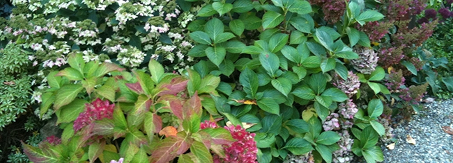Le jardin d'ombre - Hydrangeas