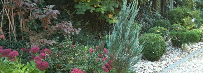 Le jardin d'ombre - Sedums, azalées et buis