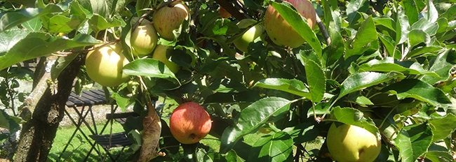 Les pommes du verger