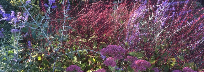 Couleurs de septembre dans la plate-bande de fleurs vivaces du potager