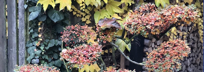 La même entrée aux couleurs d'automne