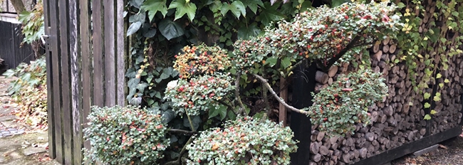 Entrée vers l'agora depuis l'allée gravillonnée