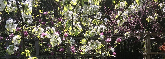 Photo des floraisons au verger