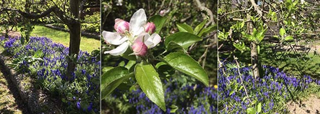 Le verger au printemps