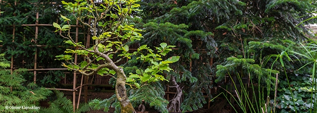 Vue vers le jardin de thé