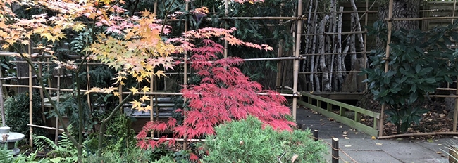 L'entrée vers le jardin de thé aux couleurs d'automne