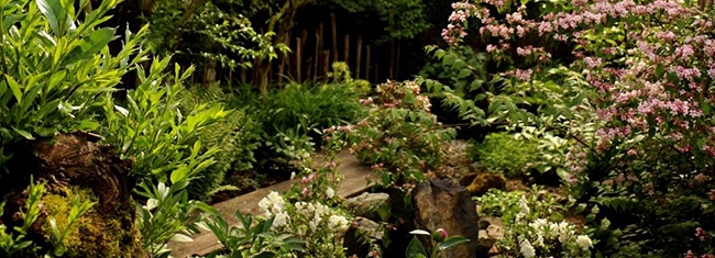 Le jardin zen au printemps