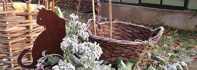 Les paniers qui abritent les pieds de rhubarbe en été
