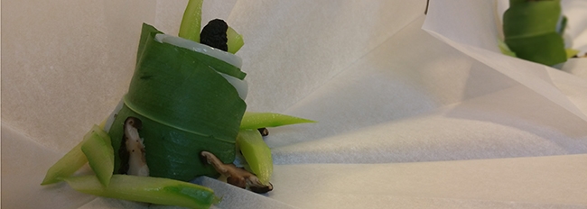 papillotes à l'ail des ours