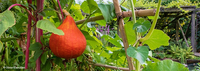 Potimarron en suspension