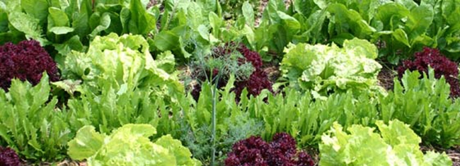 Alignement de salades