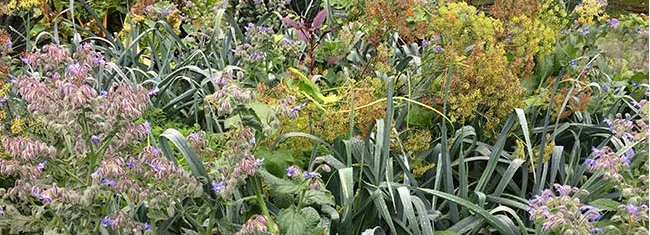 Poireaux et carottes se mélangent à l'aneth