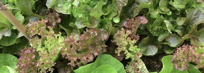 Gros plan sur la végétation