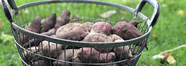Lire la suite à propos de l’article Côté jardin
