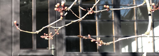 Lire la suite à propos de l’article Côté jardin, prémices de printemps