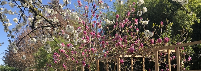 Lire la suite à propos de l’article Côté jardin, les gestes du printemps