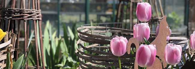 Côté jardin : les floraisons du printemps.